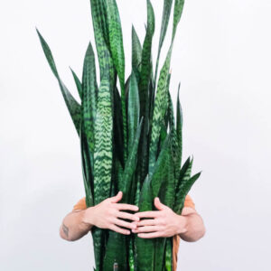 Sansevieria Laurentii