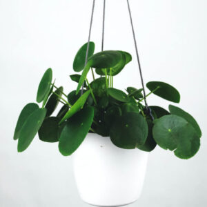 Pilea Peperomioides