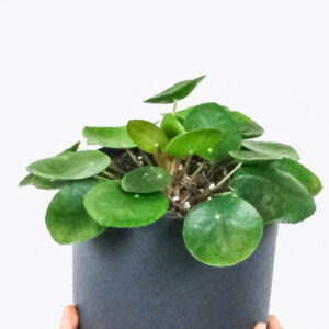 Peperomia Lemon Lime